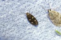 Scythris scopolella