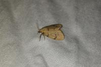 Paidia rica