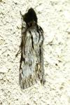 Asteroscopus sphinx