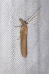 Agriphila tristella