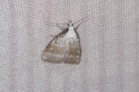 Nola aerugula