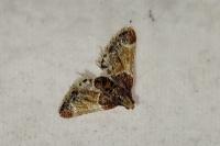Pyralis farinalis