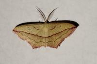 Timandra comae