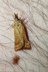 Synaphe punctalis