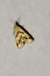 Aethes