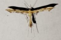 Gillmeria ochrodactyla