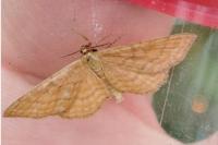 Idaea ochrata