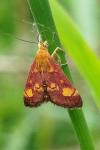 Pyrausta aurata