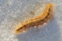 Nola confusalis