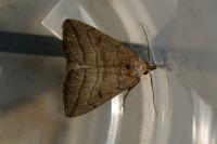 Herminia tenuialis