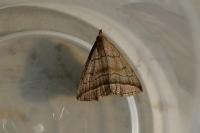 Herminia tenuialis