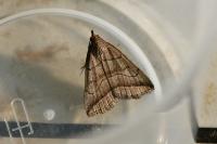 Herminia tenuialis