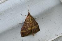 Ostrinia nubilalis