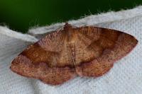 Plagodis pulveraria