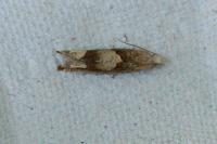 Eucosma conterminana