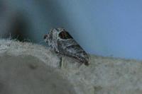 Notocelia uddmanniana