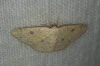 Cyclophora albipunctata