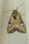 Apamea scolopacina