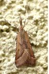 Synaphe punctalis