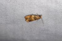 Celypha cespitana