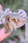 Macdunnoughia confusa
