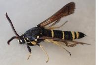 Paranthrene tabaniformis