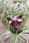 Tyta luctuosa
