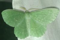 Geometra papilionaria