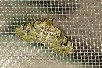 Chloroclystis v-ata