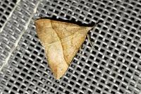 Hypena proboscidalis