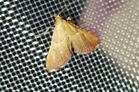 Endotricha flammealis