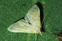 Paracorsia repandalis