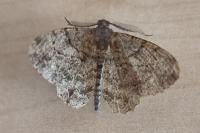 Peribatodes rhomboidaria rhomboidaria