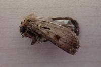 Agrotis exclamationis exclamationis
