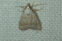 Nola aerugula