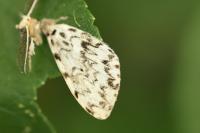 Lymantria monacha