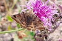 Euclidia glyphica