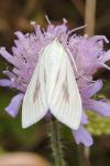 Sitochroa palealis