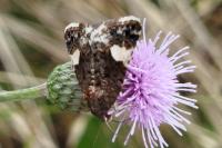 Tyta luctuosa