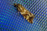 Olethreutes palustrana