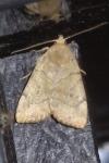 Cosmia trapezina