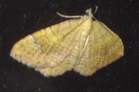 Camptogramma bilineata