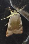 Noctua janthe/janthina