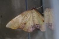 Plagodis dolabraria
