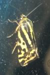Emmelia trabealis