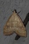 Udea fulvalis