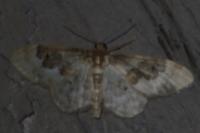 Idaea rusticata