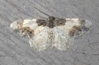 Ligdia adustata