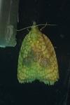 Acleris forsskaleana