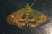 Pyrausta aurata